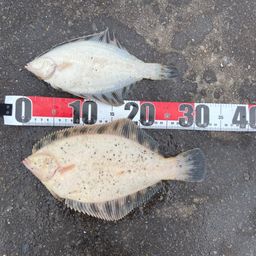 クロガシラガレイ