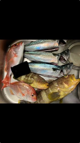 アオハタの釣果