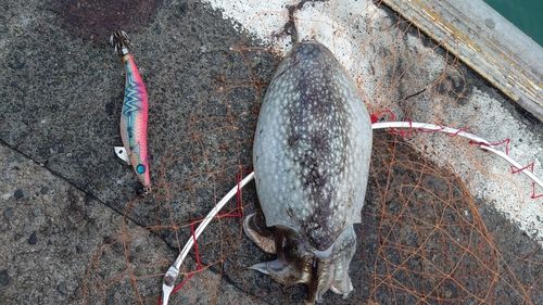 シリヤケイカの釣果