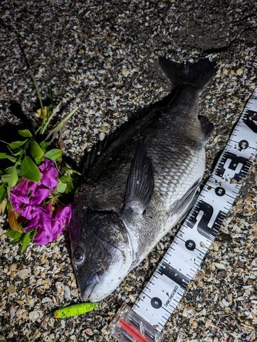 クロダイの釣果