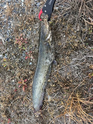 ニホンナマズの釣果