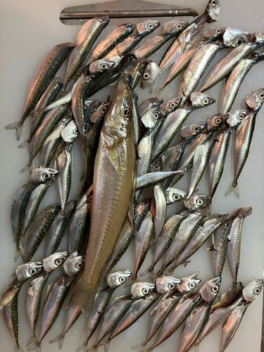 サバの釣果