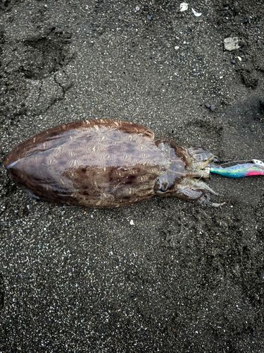 コウイカの釣果