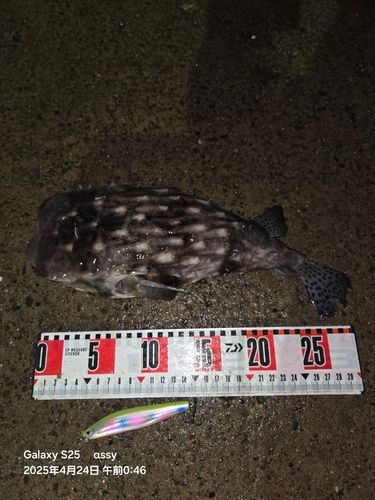 イシガキフグの釣果