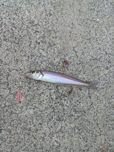 シロギスの釣果