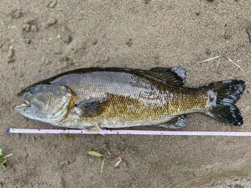 スモールマウスバス