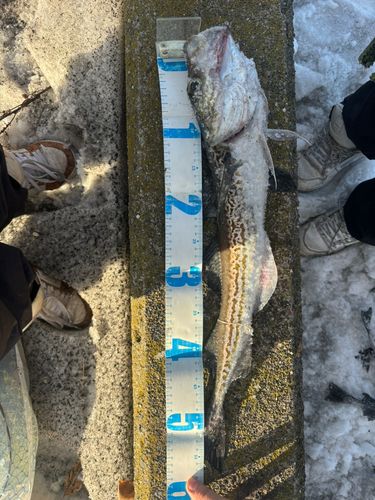 スケトウダラの釣果