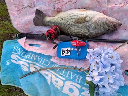 ブラックバスの釣果