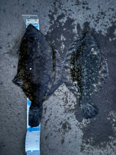 クロガシラガレイの釣果