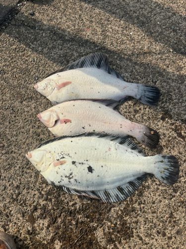 クロガシラガレイの釣果