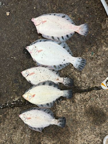 クロガシラガレイの釣果