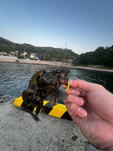 アラカブの釣果