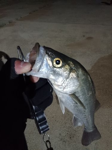 スズキの釣果