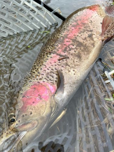 ニジマスの釣果