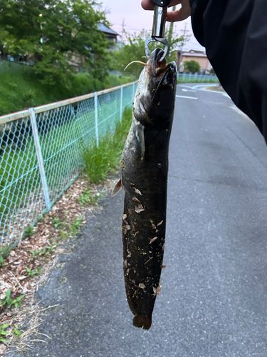 ニホンナマズの釣果