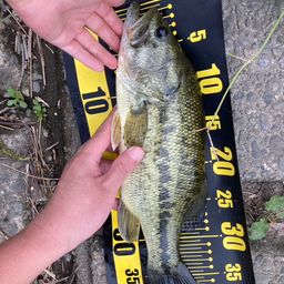 ラージマウスバス