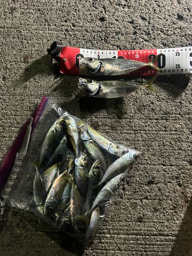 アジの釣果