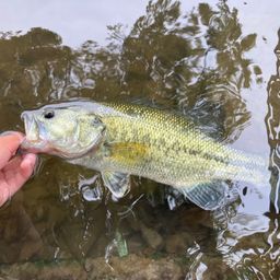 ラージマウスバス