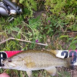 スモールマウスバス