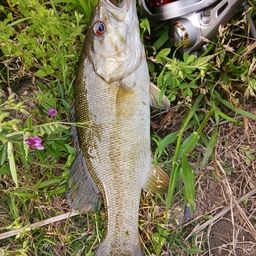 スモールマウスバス