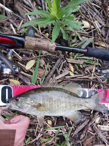 スモールマウスバスの釣果