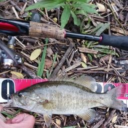 スモールマウスバス