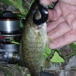 スモールマウスバス