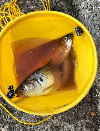 コノシロの釣果