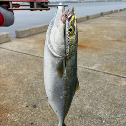 ハマチ
