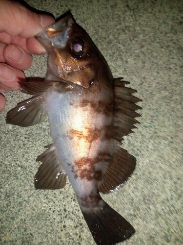 メバルの釣果