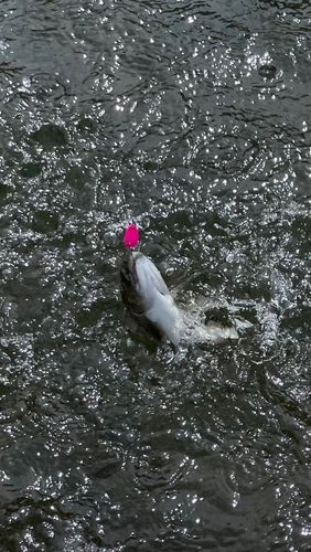 ニジマスの釣果