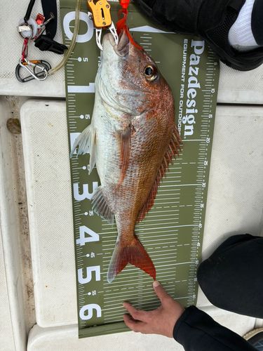タイの釣果