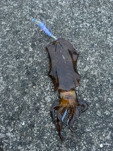 アオリイカの釣果