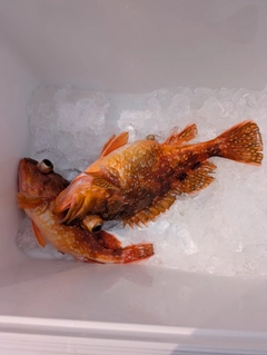 ウッカリカサゴの釣果