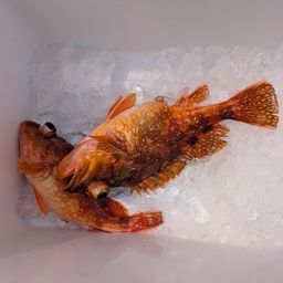 ウッカリカサゴ