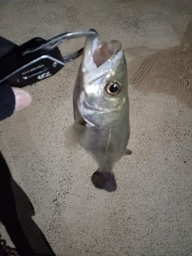 スズキの釣果