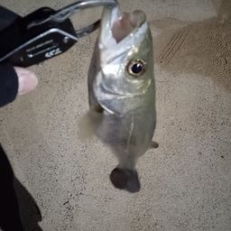 スズキ