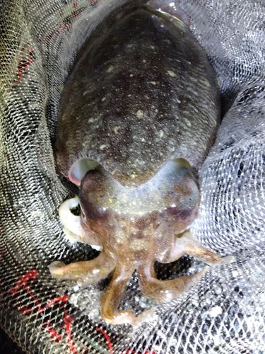 コウイカの釣果
