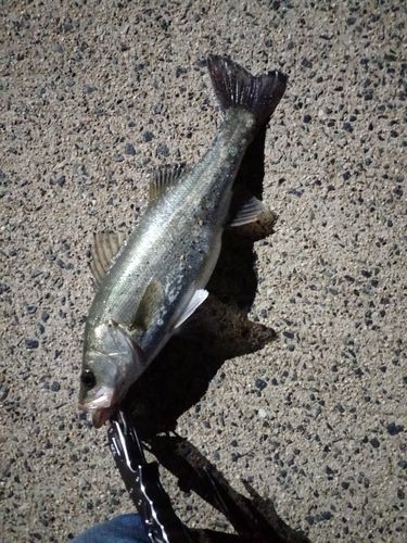 スズキの釣果