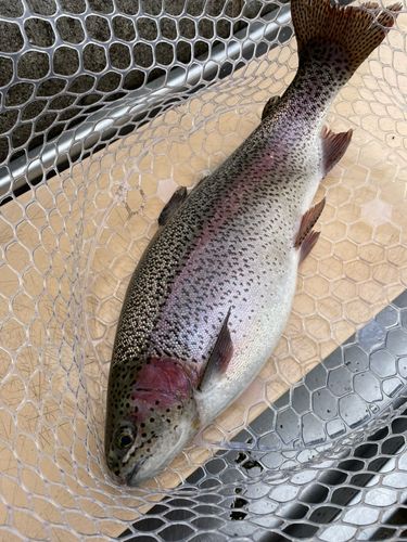 ニジマスの釣果