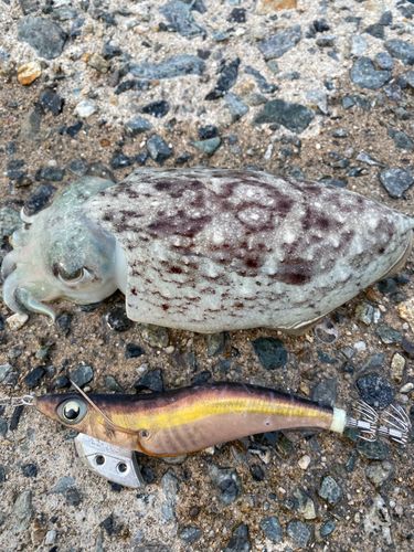 コウイカの釣果
