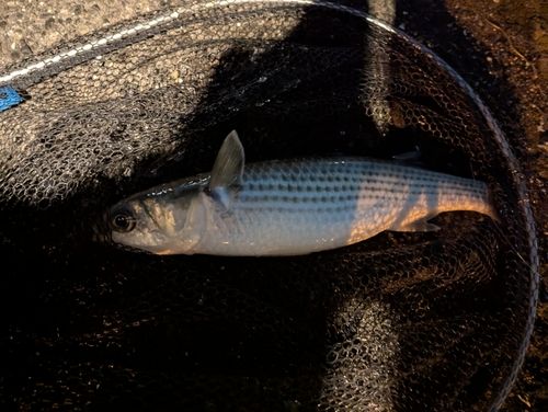 ボラの釣果