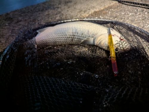 ボラの釣果