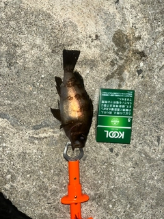 コノシロの釣果