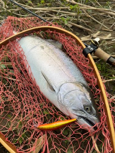 サクラマスの釣果