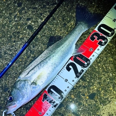 セイゴ（マルスズキ）の釣果