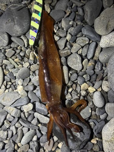 イカの釣果