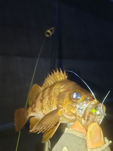 メバルの釣果