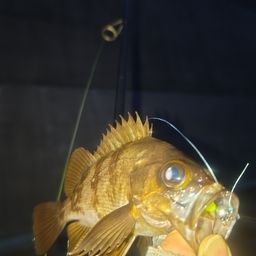メバル