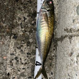 アジ